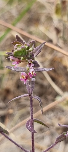 Odontites vernus (Red Bartsia)