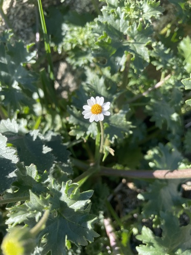 Perityle emoryi (Emory's rockdaisy) (alternate view 5)