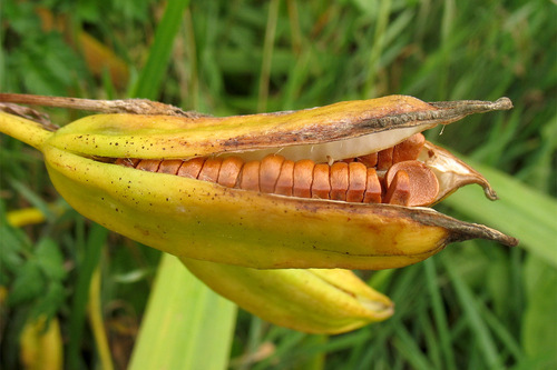 Iris pseudacorus (Yellow Iris)