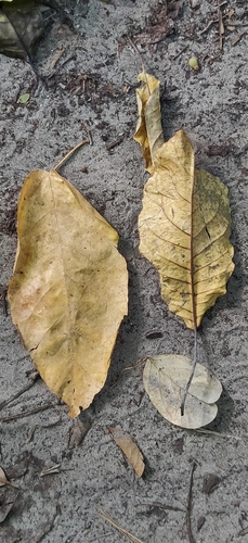 Terminalia (Cluster-leafs) (alternate view 6)