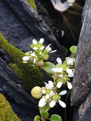 Cochlearia officinalis (Scurvy grass)