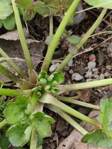 Ranunculus muricatus (Rough-fruited buttercup) (alternate view 3)