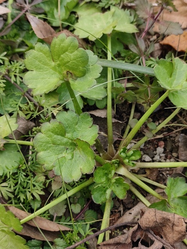 Ranunculus muricatus (Rough-fruited buttercup) (alternate view 4)
