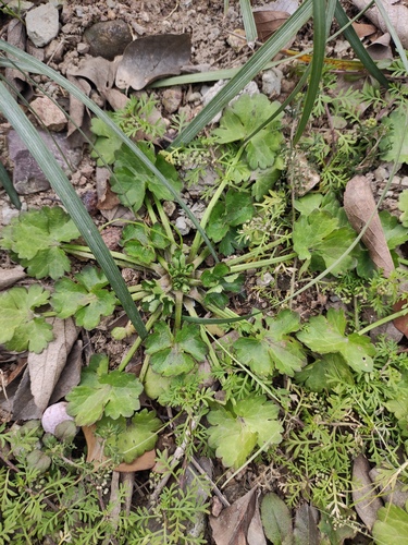 Ranunculus muricatus (Rough-fruited buttercup) (alternate view 2)