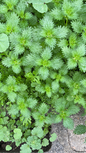 Urtica urens (small nettle) (alternate view 5)