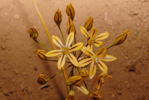 Triteleia ixioides (Prettyface)