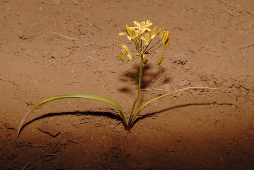 Triteleia ixioides (Prettyface) (alternate view 2)