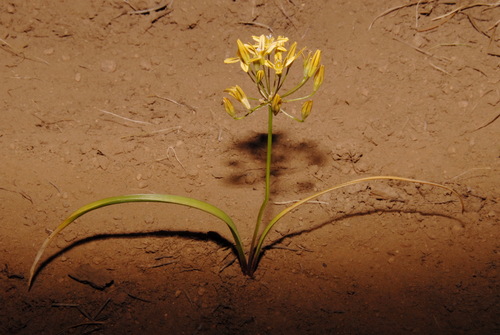 Triteleia ixioides (Prettyface) (alternate view 3)