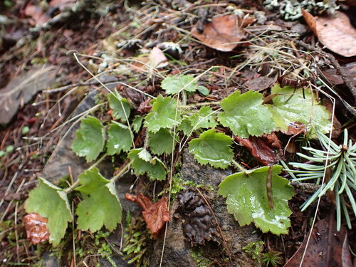 Heuchera micrantha (small-flowered alumroot)