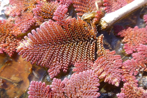 Azolla pinnata (Feathered Mosquito Fern) (alternate view 2)