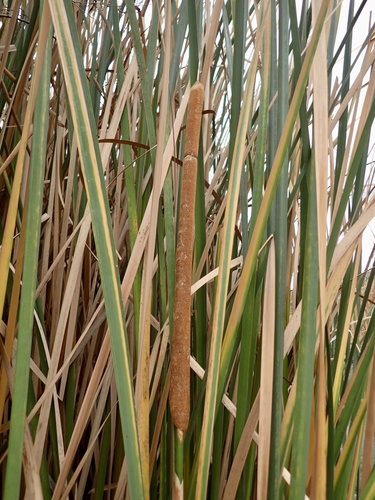 Typha latifolia (common cat-tail)