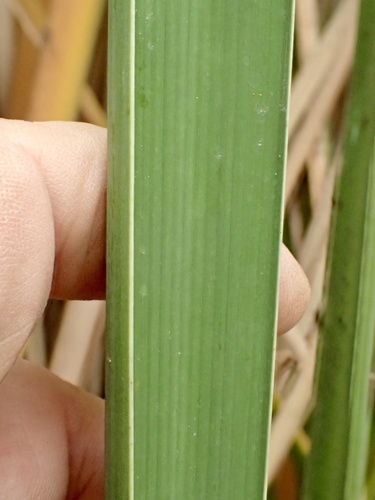 Typha latifolia (common cat-tail)