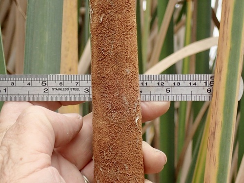 Typha latifolia (common cat-tail)