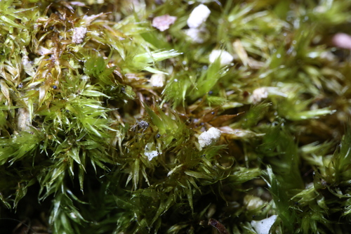 Sematophyllum homomallum (Bronze Moss)