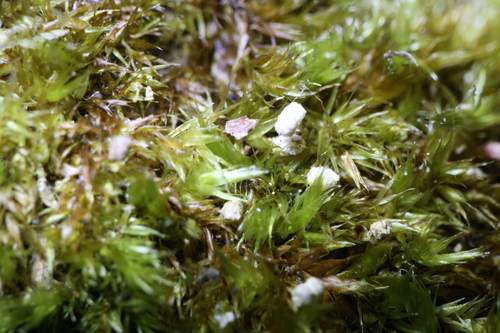 Sematophyllum homomallum (Bronze Moss) (alternate view 2)