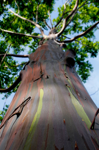 Eucalyptus deglupta (Rainbow Eucalyptus Tree) (alternate view 10)