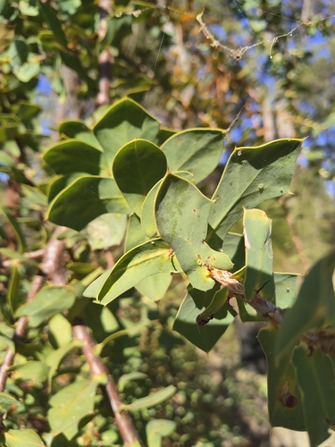 Hakea prostrata (Harsh Hakea) (alternate view 5)
