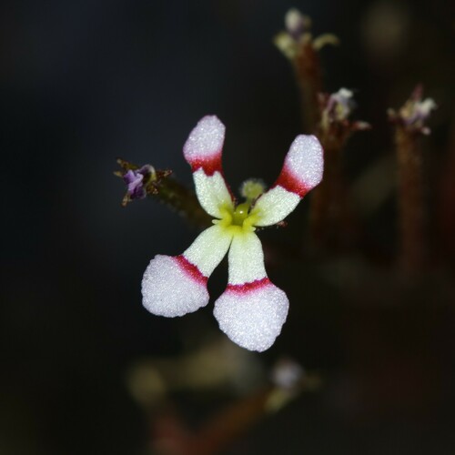 Stylidium (Triggerplants) (alternate view 8)