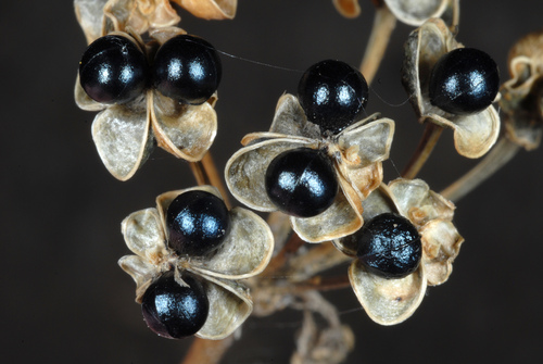Allium tricoccum (wide leek) (alternate view 6)