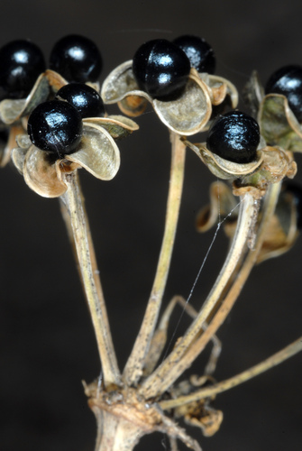 Allium tricoccum (wide leek) (alternate view 9)