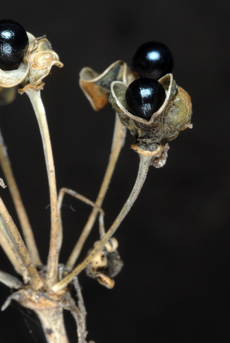 Allium tricoccum (wide leek) (alternate view 8)