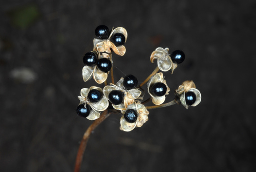 Allium tricoccum (wide leek) (alternate view 7)
