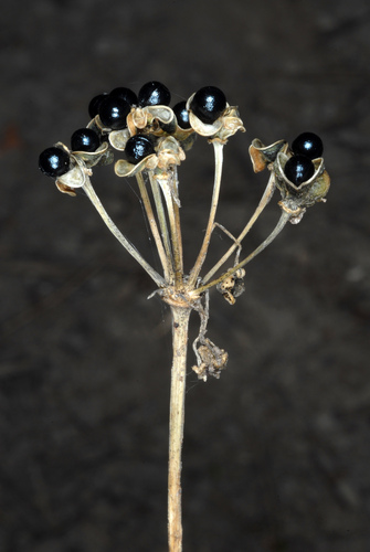 Allium tricoccum (wide leek) (alternate view 10)