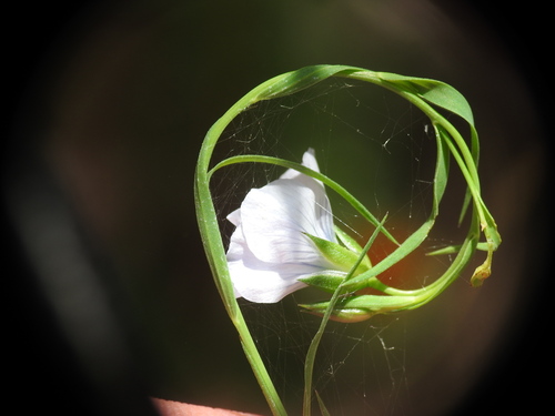 Linum bienne (Pale flax)