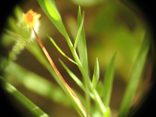 Linum bienne (Pale flax)
