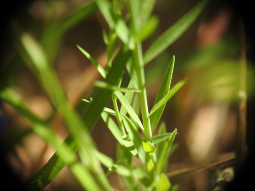Linum bienne (Pale flax)