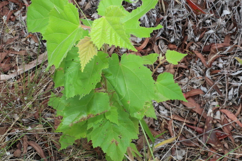 Commersonia bartramia (Brown Kurrajong)