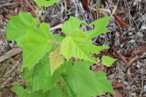 Commersonia bartramia (Brown Kurrajong) (alternate view 2)