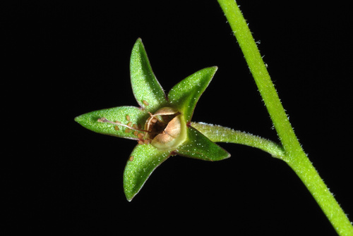 Mazus pumilus (Asian mazus) (alternate view 6)