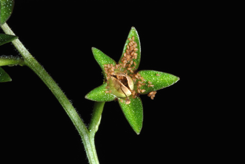Mazus pumilus (Asian mazus) (alternate view 7)