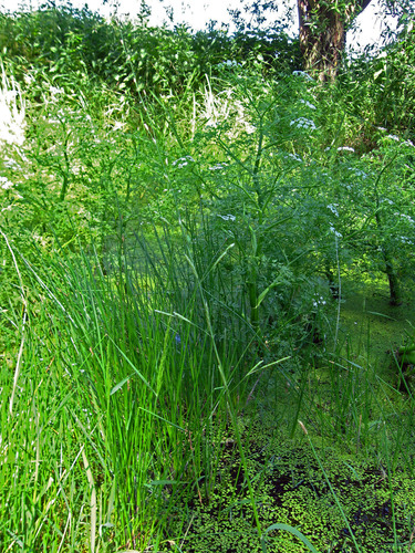 Glyceria fluitans (water manna grass)