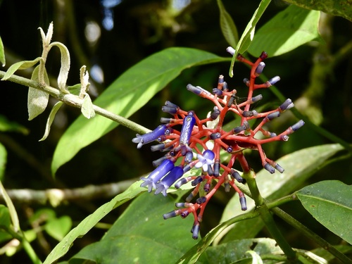 Palicourea (alternate view 3)