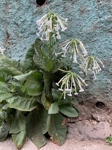Nicotiana sylvestris (fragrant tobacco nightshade) (alternate view 3)