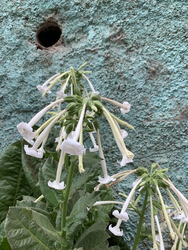 Nicotiana sylvestris (fragrant tobacco nightshade) (alternate view 4)