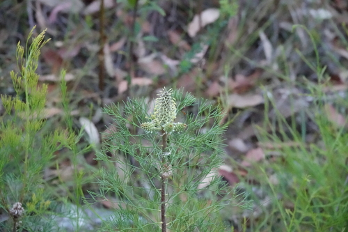 Petrophile pulchella (Conesticks) (alternate view 2)