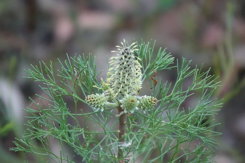 Petrophile pulchella (Conesticks)