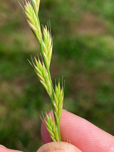 Lolium × boucheanum (Hybrid Ryegrass) (alternate view 5)