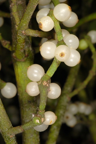 Phoradendron leucarpum (American Mistletoe) (alternate view 2)
