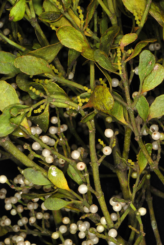 Phoradendron leucarpum (American Mistletoe) (alternate view 3)