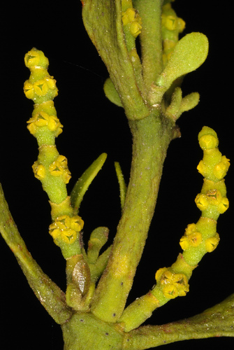Phoradendron leucarpum (American Mistletoe) (alternate view 4)
