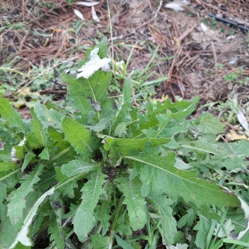 Carduus crispus (Welted Thistle)