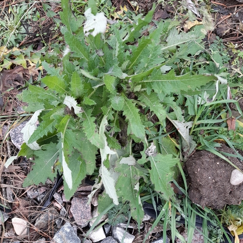 Carduus crispus (Welted Thistle)