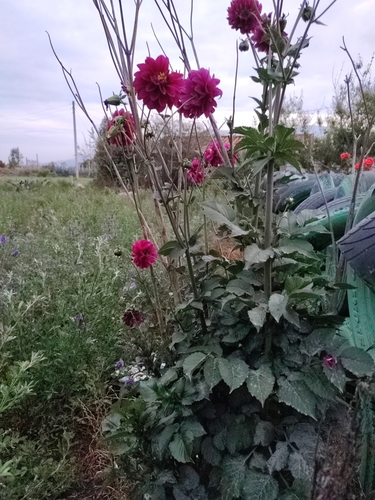 Dahlia pinnata (Garden Dahlia)