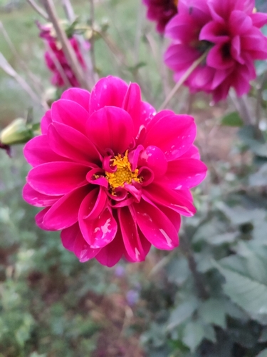 Dahlia pinnata (Garden Dahlia)
