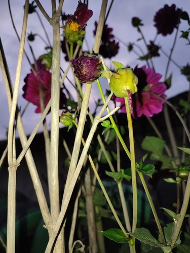 Dahlia pinnata (Garden Dahlia)