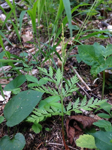 Botrypus virginianus (rattlesnake fern)